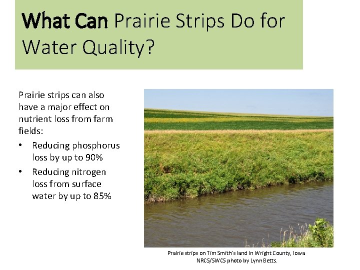 What Can Prairie Strips Do for Water Quality? Prairie strips can also have a