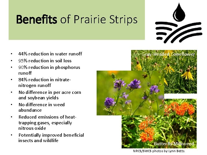 Benefits of Prairie Strips • • 44% reduction in water runoff 95% reduction in