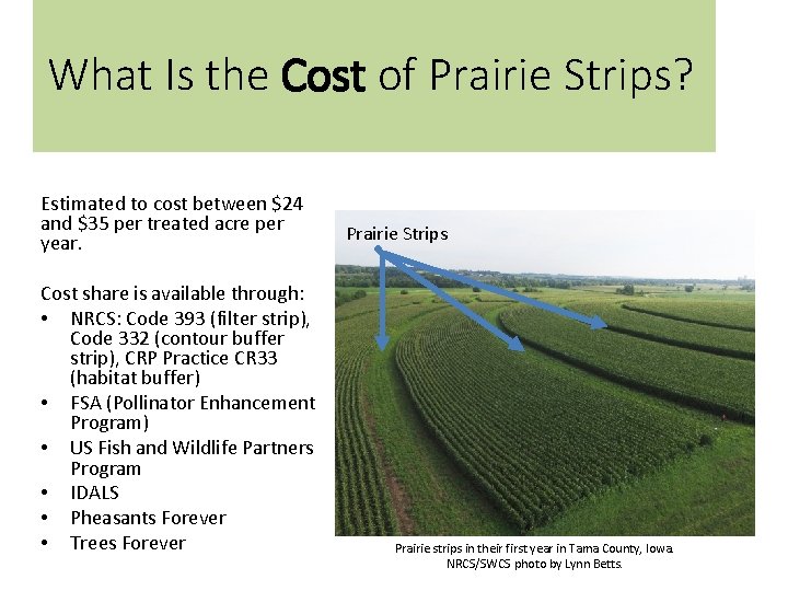 What Is the Cost of Prairie Strips? Estimated to cost between $24 and $35