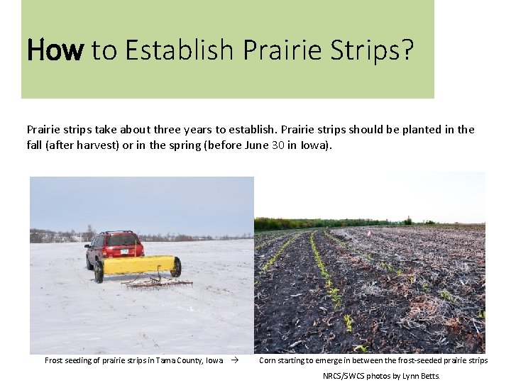 How to Establish Prairie Strips? Prairie strips take about three years to establish. Prairie