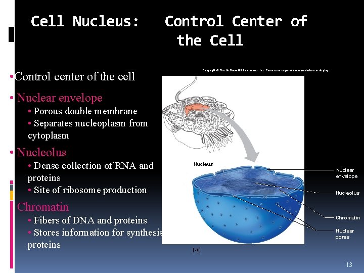 Harker Heights High School CHAPTER 3 CELLS THE