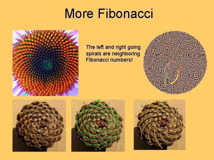 More Fibonacci The left and right going spirals are neighboring Fibonacci numbers! More Fibonacci The left and right going spirals are neighboring Fibonacci numbers!