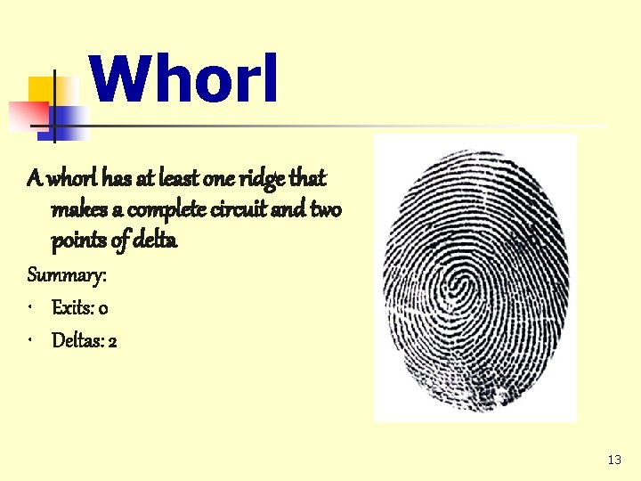 Whorl A whorl has at least one ridge that makes a complete circuit and