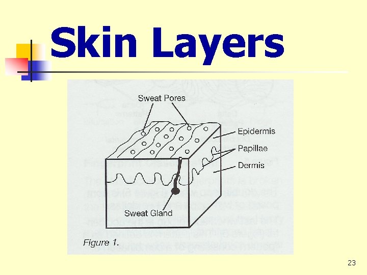 Skin Layers 23 