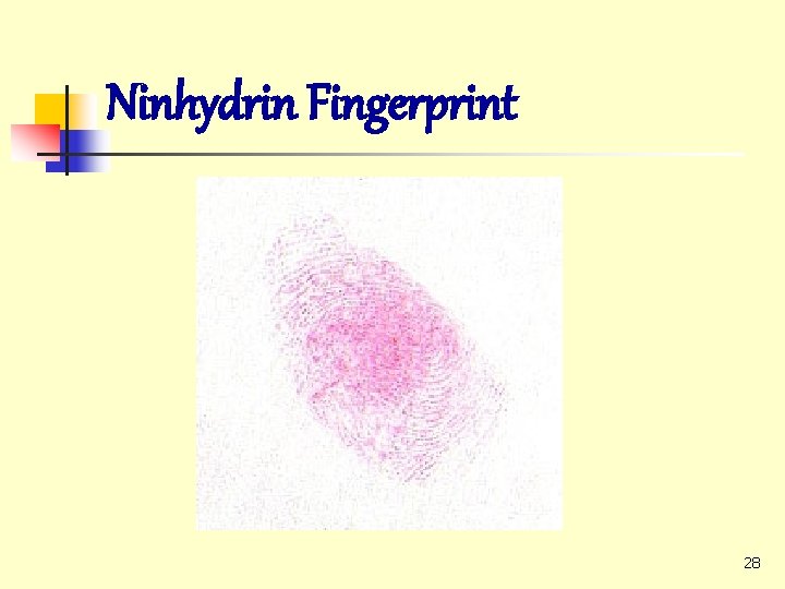 Ninhydrin Fingerprint 28 