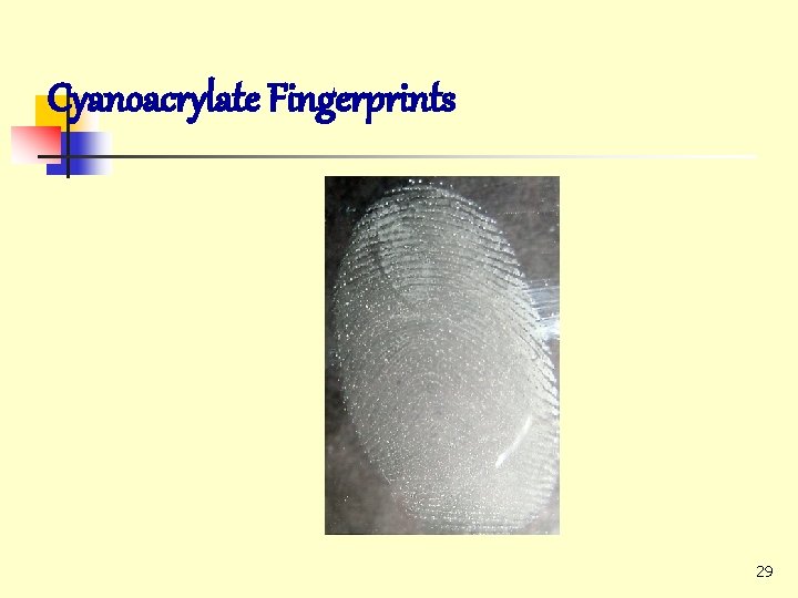 Cyanoacrylate Fingerprints 29 