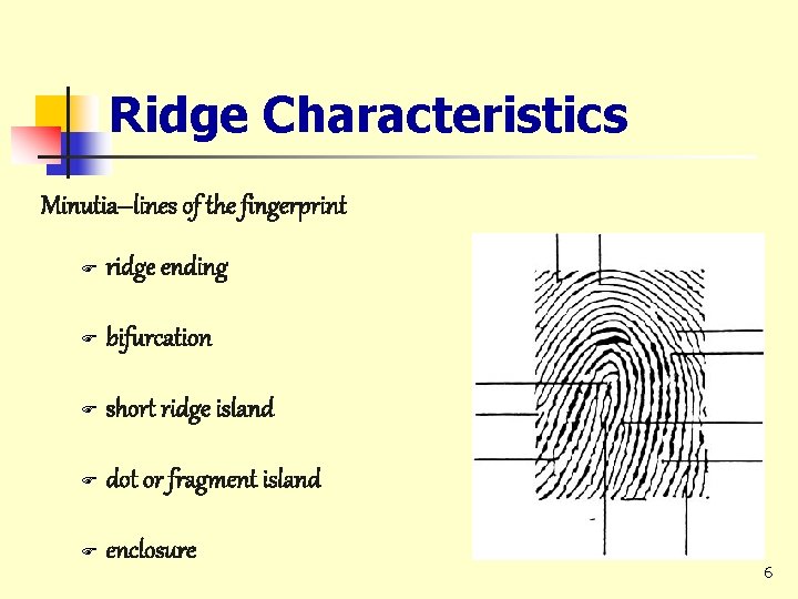 Ridge Characteristics Minutia--lines of the fingerprint F ridge ending F bifurcation F short ridge