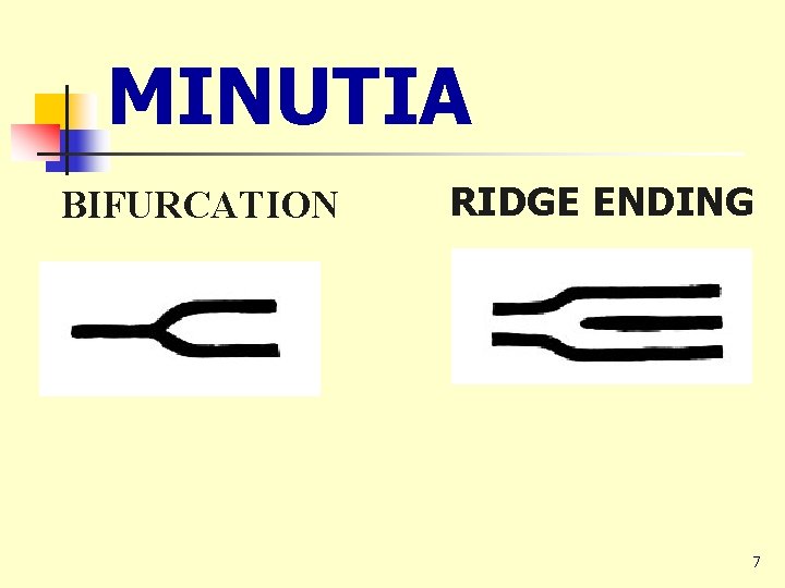 MINUTIA BIFURCATION RIDGE ENDING 7 