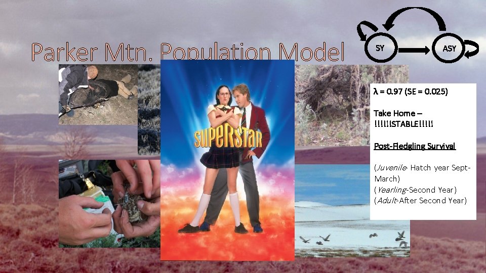 Parker Mtn. Population Model SY ASY λ = 0. 97 (SE = 0. 025)