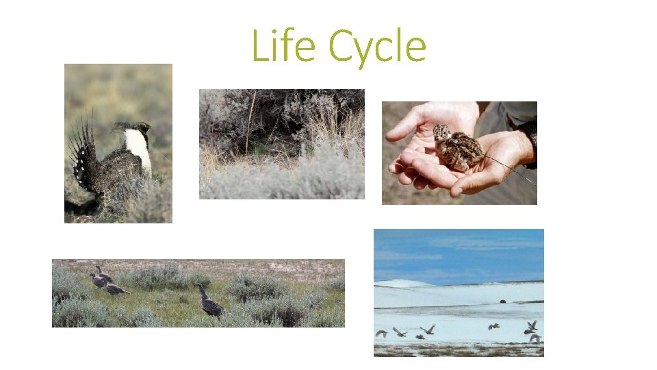 Life Cycle 