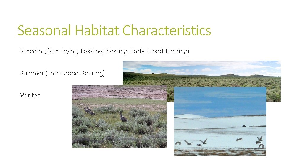 Seasonal Habitat Characteristics Breeding (Pre-laying, Lekking, Nesting, Early Brood-Rearing) Summer (Late Brood-Rearing) Winter 