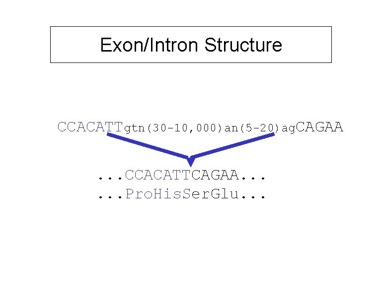 Exon/Intron Structure CCACATTgtn(30 -10, 000)an(5 -20)ag. CAGAA. . . CCACATTCAGAA. . . Pro. His.