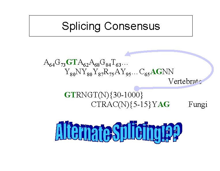 Splicing Consensus A 64 G 73 GTA 62 A 68 G 84 T 63…
