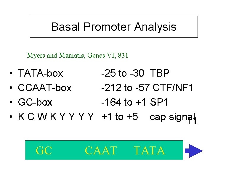 Basal Promoter Analysis Myers and Maniatis, Genes VI, 831 • • TATA-box CCAAT-box GC-box