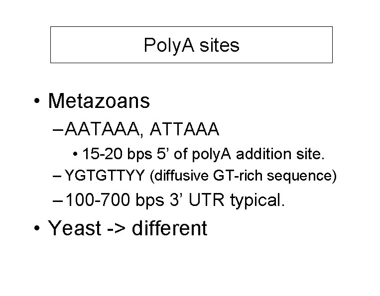 Poly. A sites • Metazoans – AATAAA, ATTAAA • 15 -20 bps 5’ of