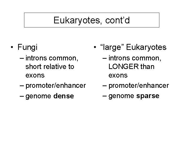 Eukaryotes, cont’d • Fungi – introns common, short relative to exons – promoter/enhancer –