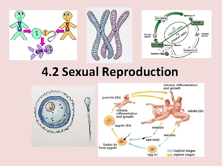4. 2 Sexual Reproduction 
