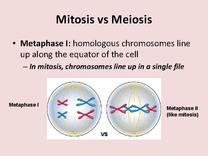 Mitosis vs Meiosis • Metaphase I: homologous chromosomes line up along the equator of