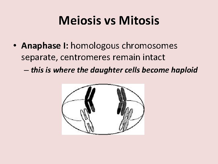 Meiosis vs Mitosis • Anaphase I: homologous chromosomes separate, centromeres remain intact – this