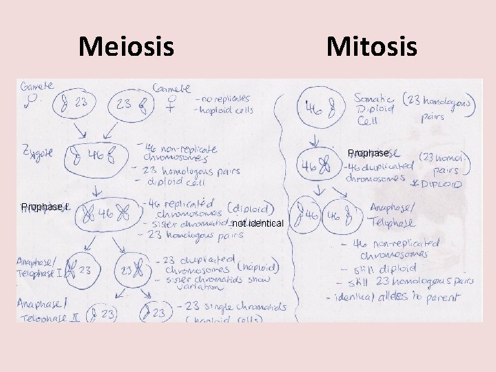 Meiosis Mitosis Prophase I not identical 