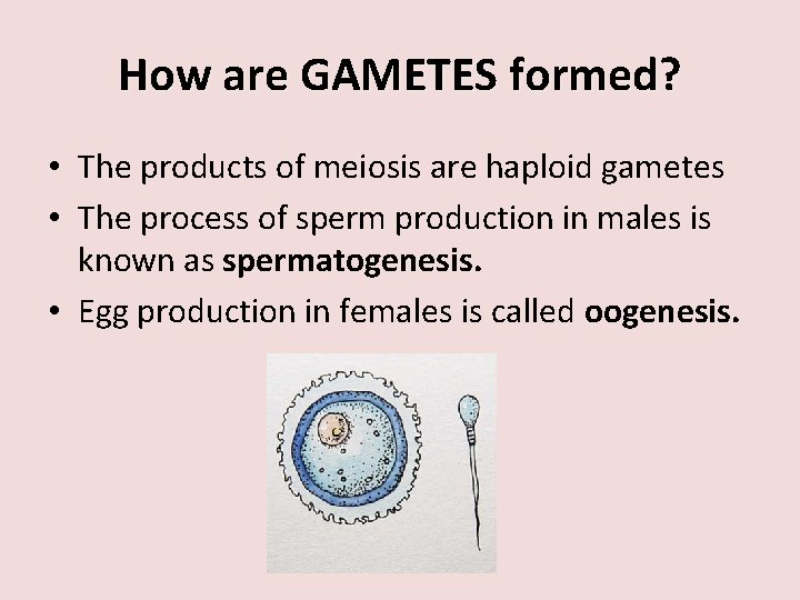 How are GAMETES formed? • The products of meiosis are haploid gametes • The