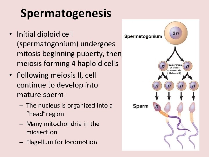 Spermatogenesis • Initial diploid cell (spermatogonium) undergoes mitosis beginning puberty, then meiosis forming 4