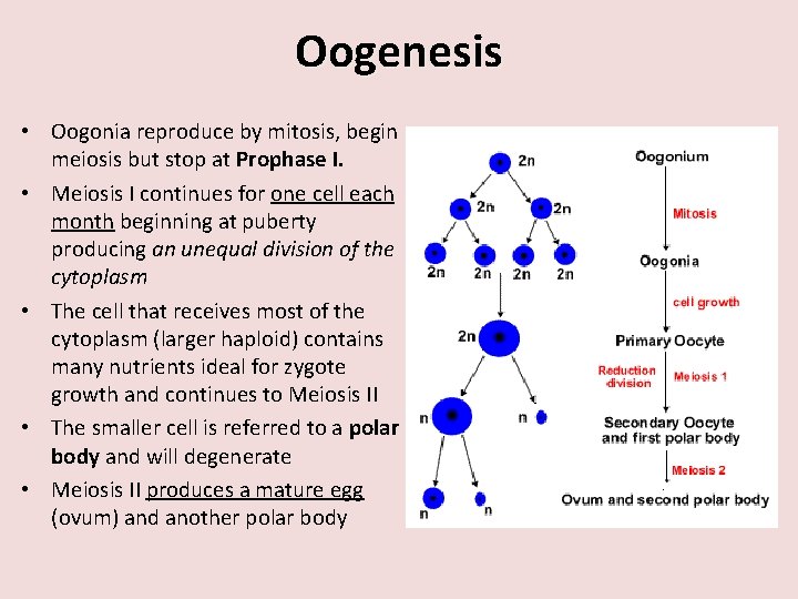 Oogenesis • Oogonia reproduce by mitosis, begin meiosis but stop at Prophase I. •