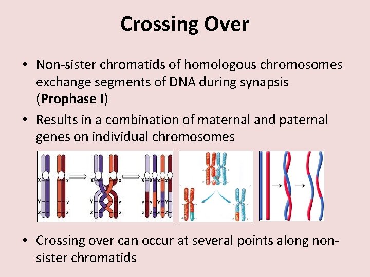 Crossing Over • Non-sister chromatids of homologous chromosomes exchange segments of DNA during synapsis