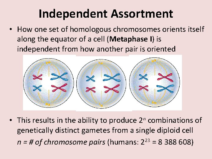 Independent Assortment • How one set of homologous chromosomes orients itself along the equator