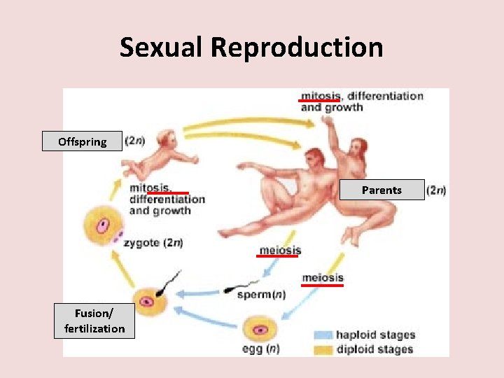 Sexual Reproduction Offspring Parents Fusion/ fertilization 