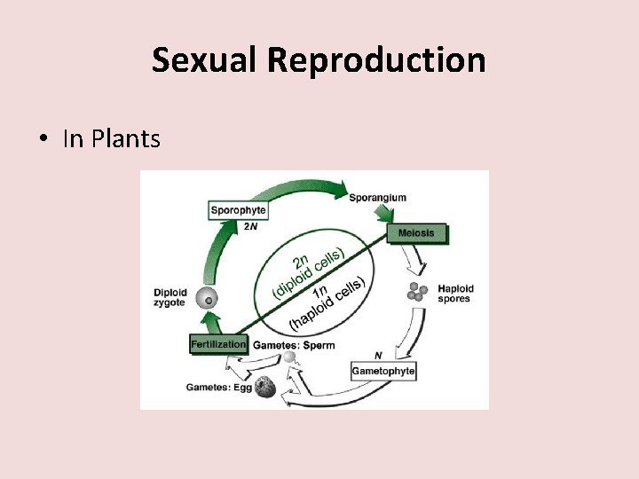 Sexual Reproduction • In Plants 