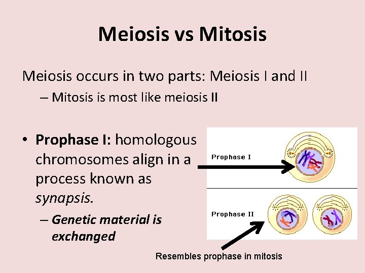 Meiosis vs Mitosis Meiosis occurs in two parts: Meiosis I and II – Mitosis