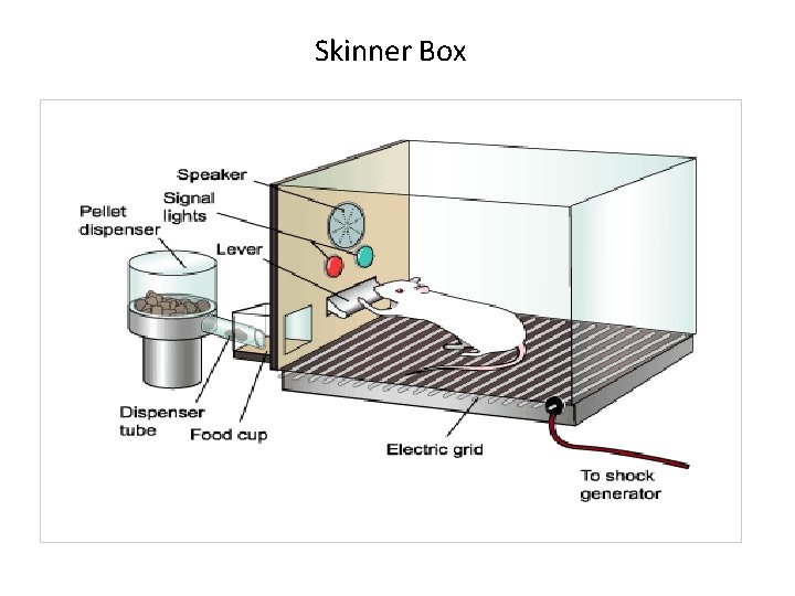 Skinner Box 