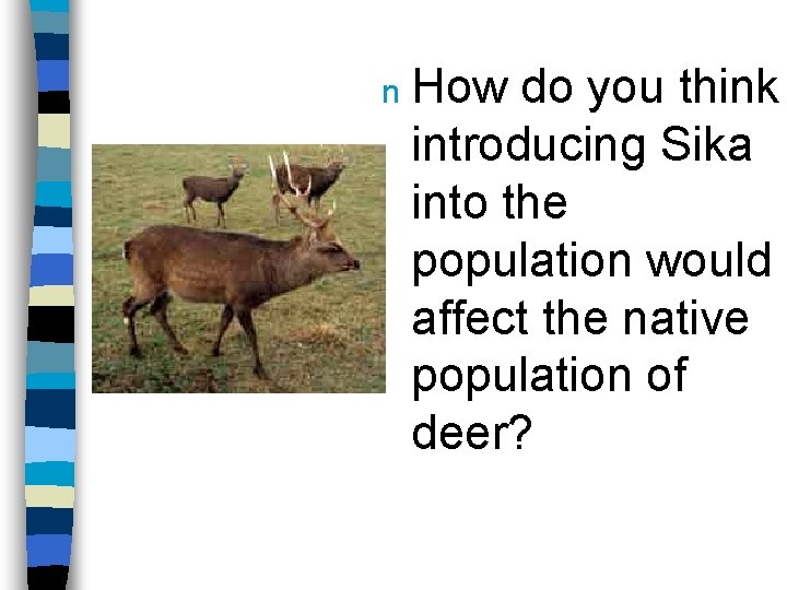 n How do you think introducing Sika into the population would affect the native