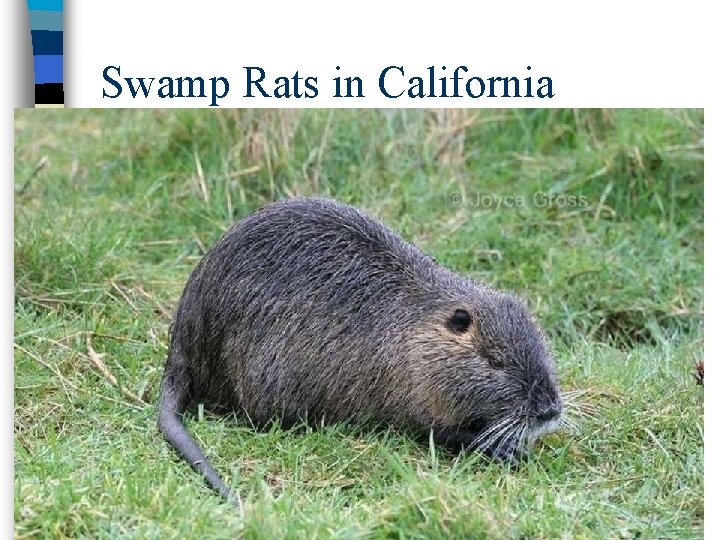 Swamp Rats in California 