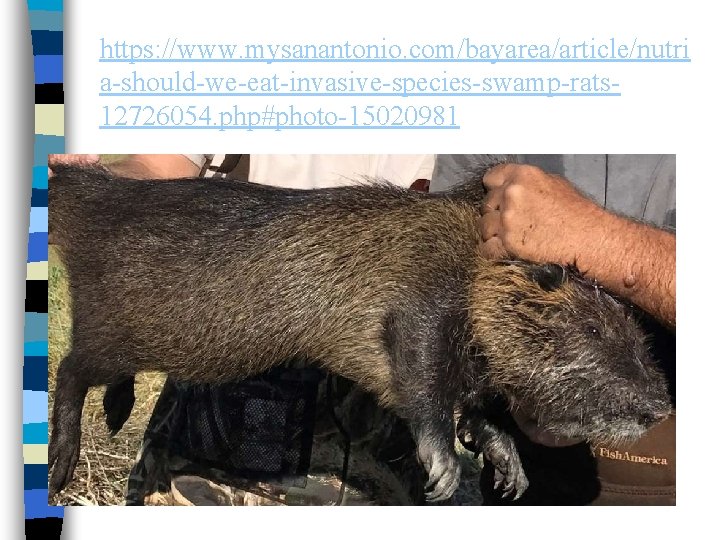 https: //www. mysanantonio. com/bayarea/article/nutri a-should-we-eat-invasive-species-swamp-rats 12726054. php#photo-15020981 