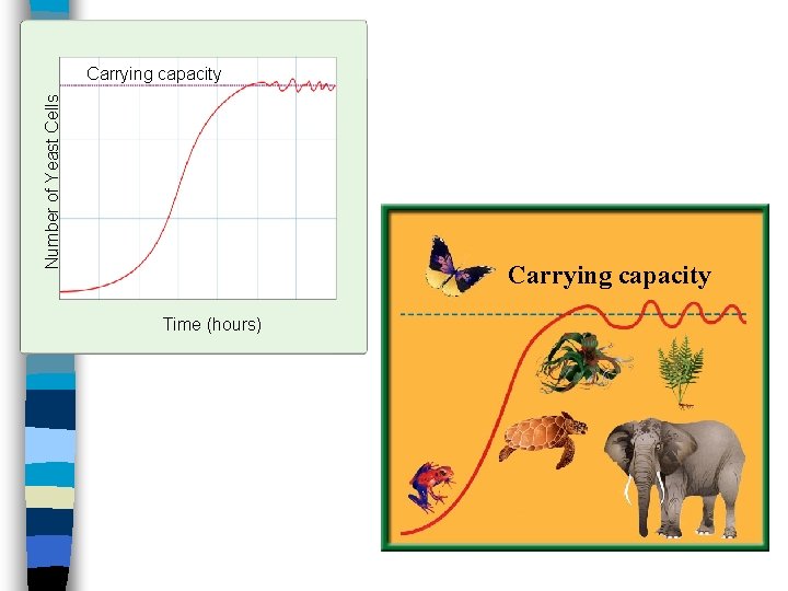 Number of Yeast Cells Carrying capacity Time (hours) 