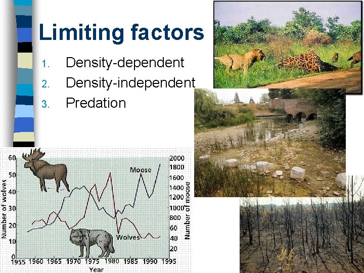 Limiting factors 1. 2. 3. Density-dependent Density-independent Predation 