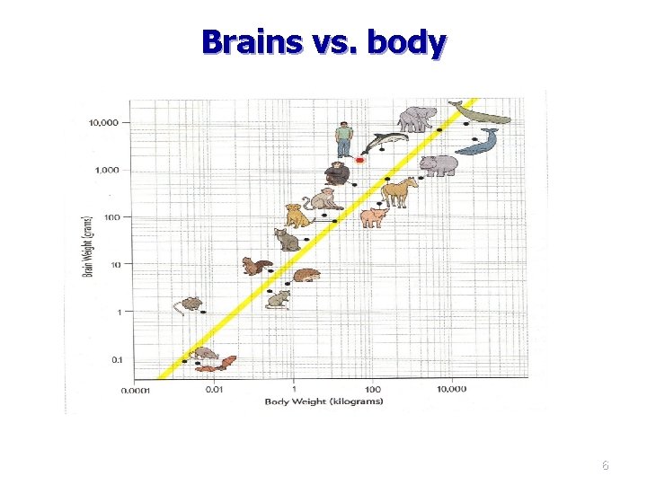 Brains vs. body 6 Brains vs. body 6