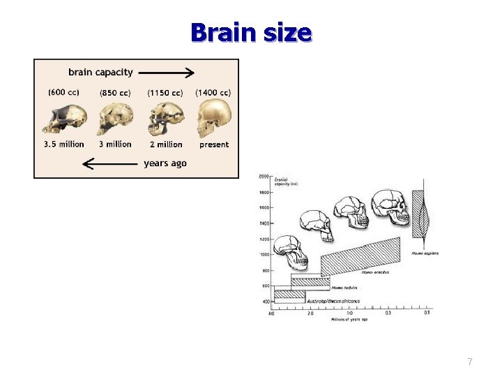 Brain size 7 Brain size 7