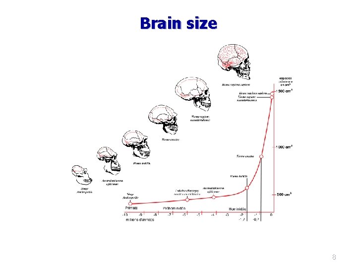 Brain size 8 Brain size 8