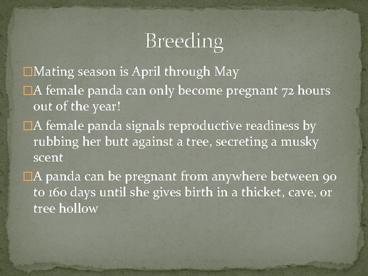 Breeding �Mating season is April through May �A female panda can only become pregnant