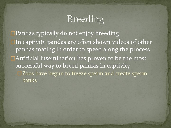 Breeding �Pandas typically do not enjoy breeding �In captivity pandas are often shown videos