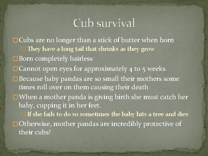 Cub survival � Cubs are no longer than a stick of butter when born
