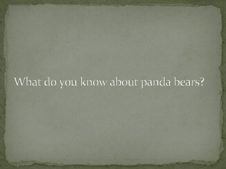 What do you know about panda bears? 