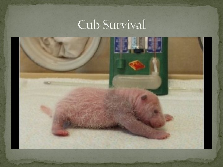 Cub Survival 