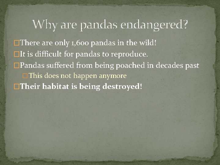 Why are pandas endangered? �There are only 1, 600 pandas in the wild! �It
