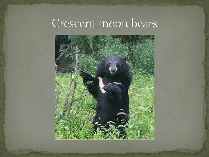 Crescent moon bears 