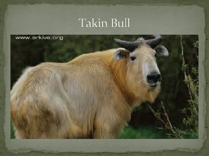 Takin Bull 