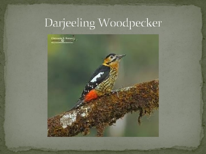 Darjeeling Woodpecker 